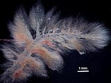 2 - Talli epifiti su Acrosymphyton purpuriferum (J. Agardh) Sjöstedt